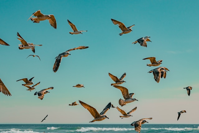 Explore the amazing world of birds. Learn about incredible species, migration patterns, and conservation efforts to protect our feathered friends.