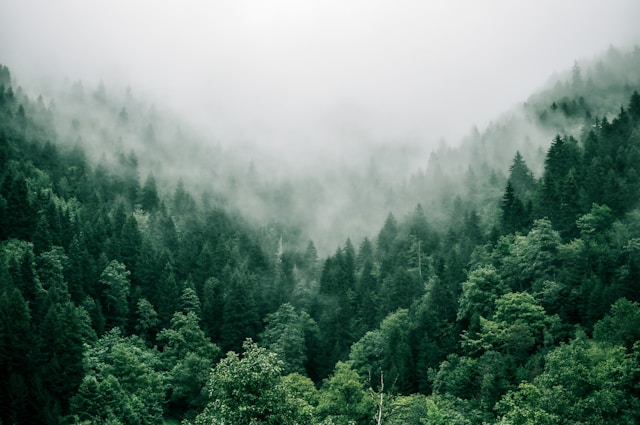 Discover the world's most breathtaking forests. From the Amazon to the Black Forest, explore ancient woodlands and their incredible biodiversity.
